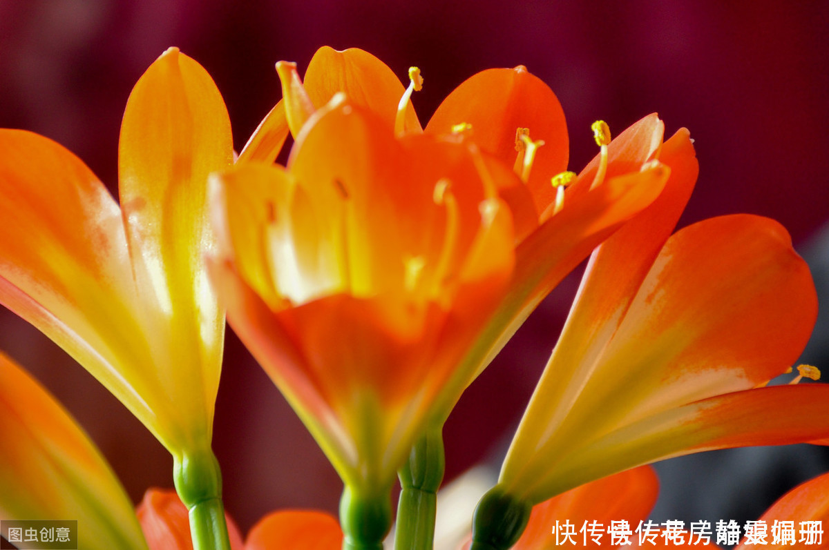 花中君子|叶纹深,品相好,年年花开,花中君子需要这么来养护