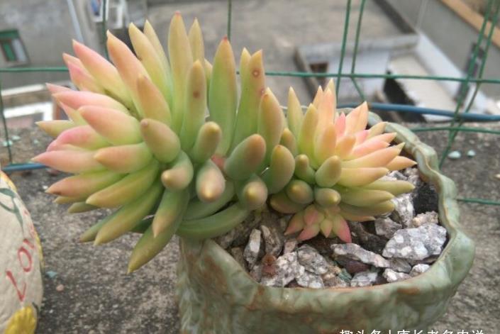 叶片|多肉千佛手放哪里养?不同季节摆放在不同的位置,这样才能养好它