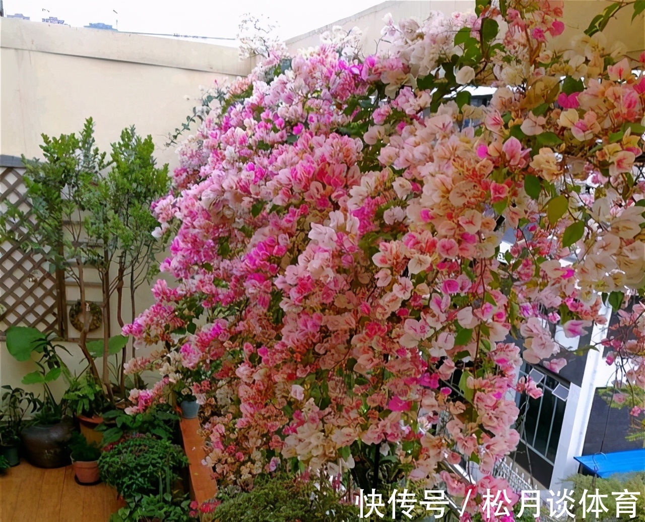 金枝玉叶|公认好养的5种花,能活一百年,开花吉利带仙气,越养越值钱