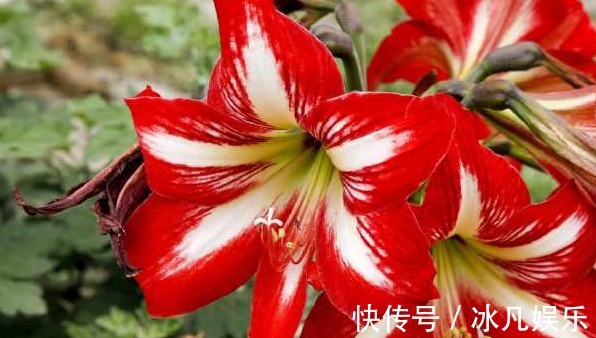 朱顶红只长叶子不开花，这样剪一下，开花越来越多，美极了