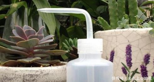 如何养好“多肉”免费教你一招“多肉”养殖技术!