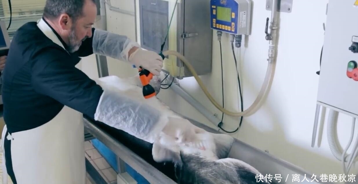 残忍|欧洲土豪最爱食物,制作过程非常残忍,最高一斤卖8万比黄金都贵