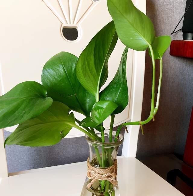 黄叶|冬天如何养好绿箩,注意这4点,不黄叶还长势好