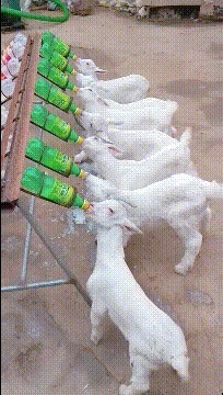 |搞笑GIF:看到妹子这个场景,真是感觉活得还不如一面墙啊