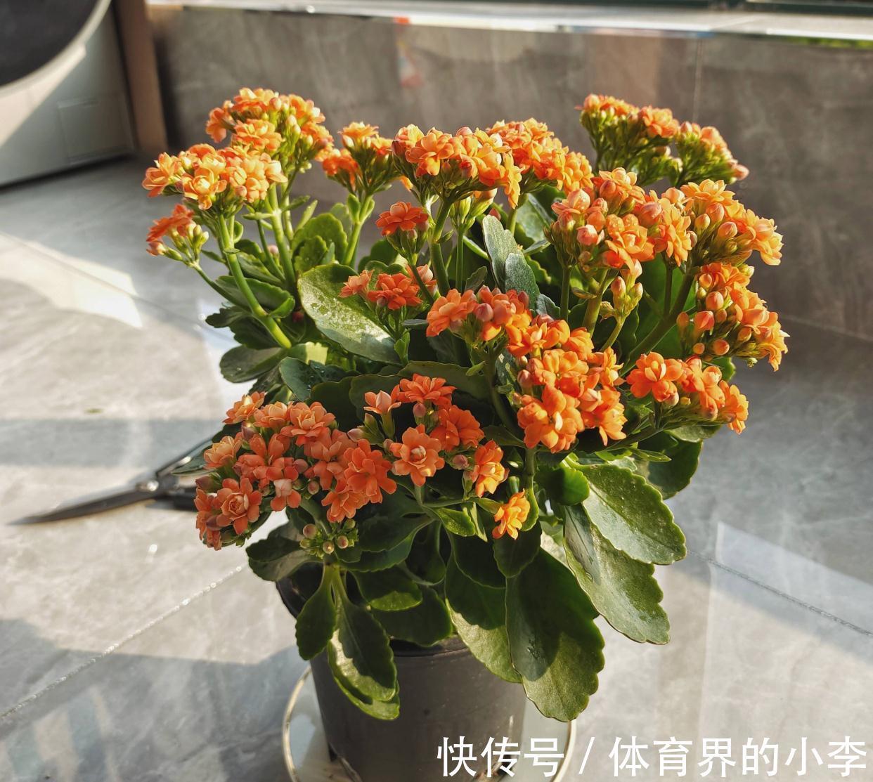 花苞|养长寿花,做好3件事,叶片油绿、花苞更多、开成惊艳的大花球