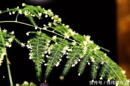 白糖|别再用“白糖”养文竹了,这5点做到位,不黄叶,还开白花