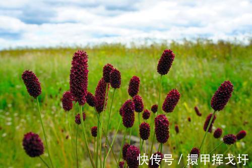 农村|农村一种野草，果实似香肠，药用价值高，做腌菜有一绝，你认识吗