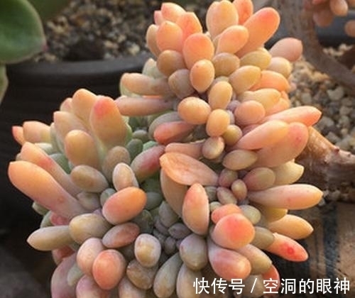养多肉植物,掌握5个基本要点,顺利长满盆,实用又有效!