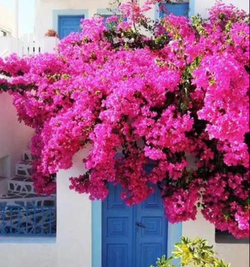 盆景|三角梅养成盆景又美又飒，爬成花墙热情浪漫，爆花成球秘诀在这