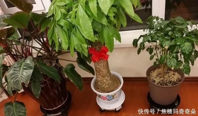 忠于颜值,始于陪伴!能让家幸福感爆棚,关键还不贵