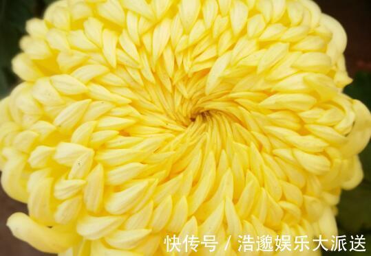 花瓣|夏季想养菊花选“绿水秋波”开花似“毛球”超可爱，养上值了
