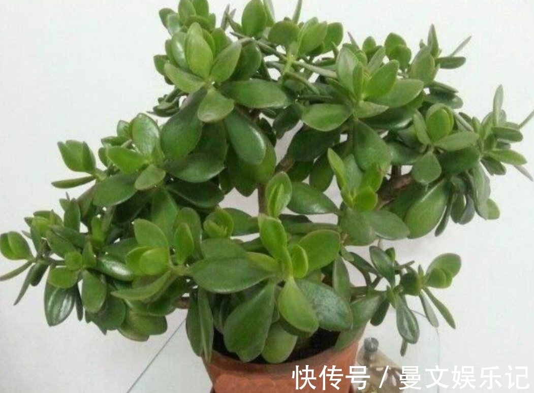 花卉|家里经常养的5种花,很多人还不知道有毒性,养护时要注意