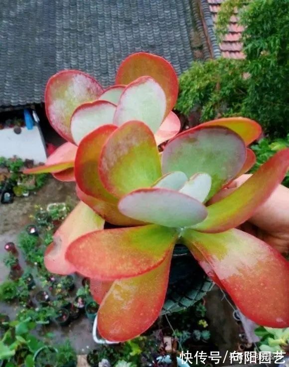 没有露台,不要养景天科肉肉,严重徒长,不出状态,容易烂根