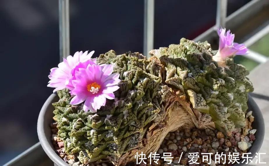 公布五款最贵的多肉名单，大多数人都养不起，最贵一种价值百万