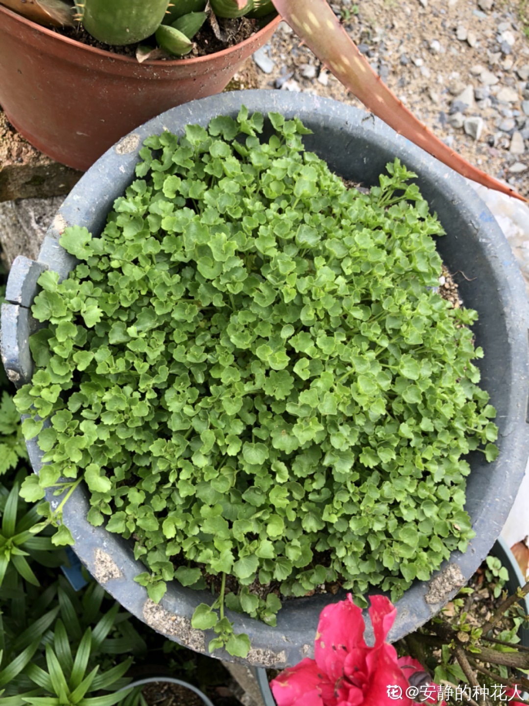 爷爷的破茶壶,全被我拿来养花,省下大笔花盆钱!