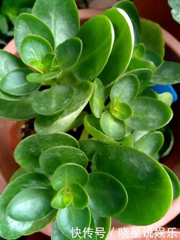 长寿花用上3个小技巧,提前1个月开爆盆,花开不断聚成球!