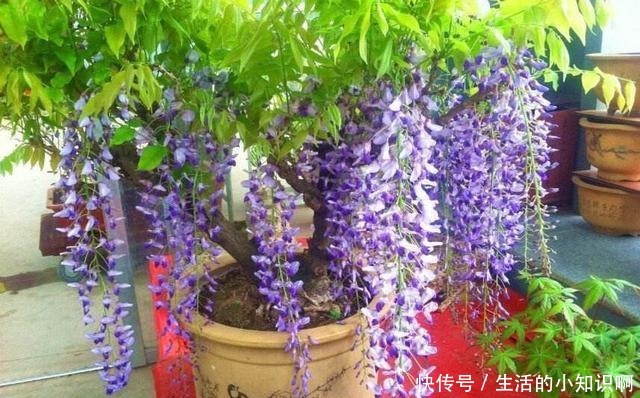 家养紫藤花，一养一百年，开成花隧道，紫气满园来！