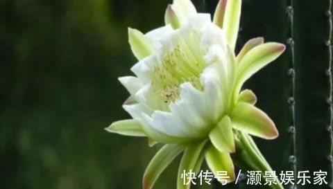 “2种花”现在扦插正合适，生根快、成活率高，开花十分养眼！