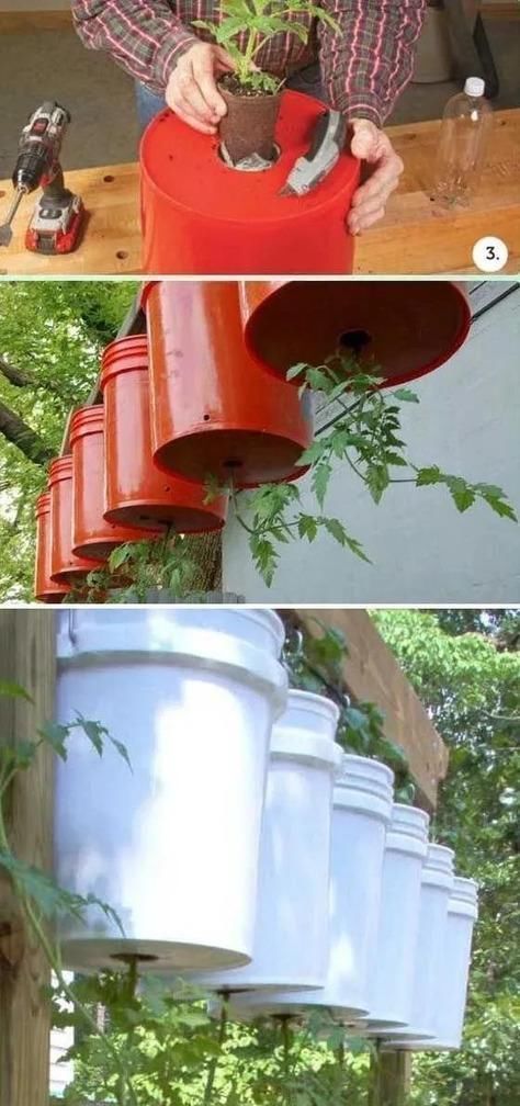 植物|没地种花种菜,没时间浇水几个塑料瓶就能解决,DIY变废为宝