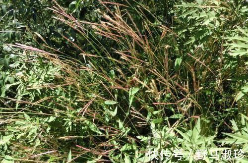 野菜|只有老农民才认识的这种野草，长得像竹叶，如今20元一斤成稀罕
