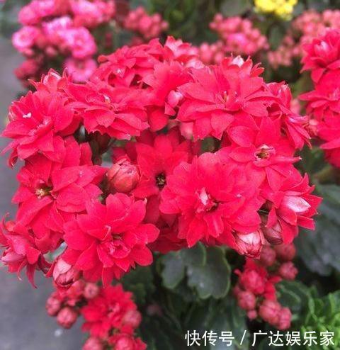 进入秋季,给长寿花做错“1件事”,花期推后,甚至不开花