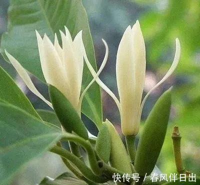 碰碰香|不管有钱没钱,家里养这十种植物,招财镇宅又养人