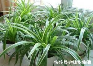 塑料瓶|吊兰长得“太稀、太细”了,给吊兰来上几刀、补点肥,叶子油亮长