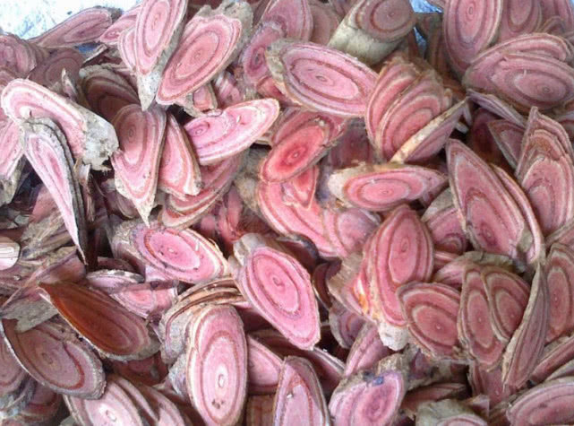 它被称为鸡血藤,不仅可做盆栽观赏,还是珍贵药材,见到请珍惜