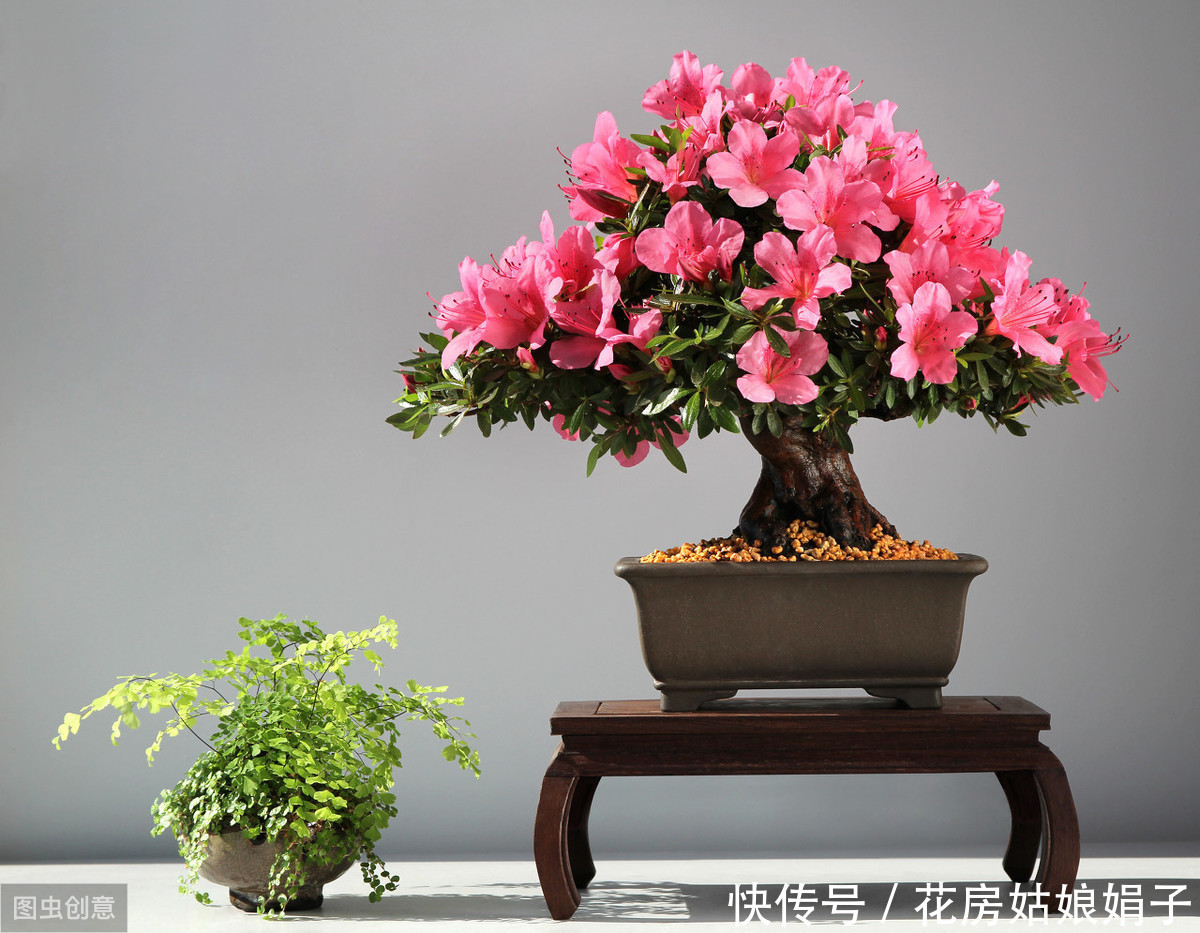 窗台上的一盆杜鹃花,每年很简单的养护,却能年年见花不见叶