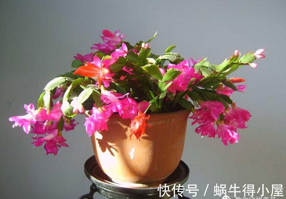 植物|刚买的花,养几天就枯死,原来这里没做对,很多人不知道!