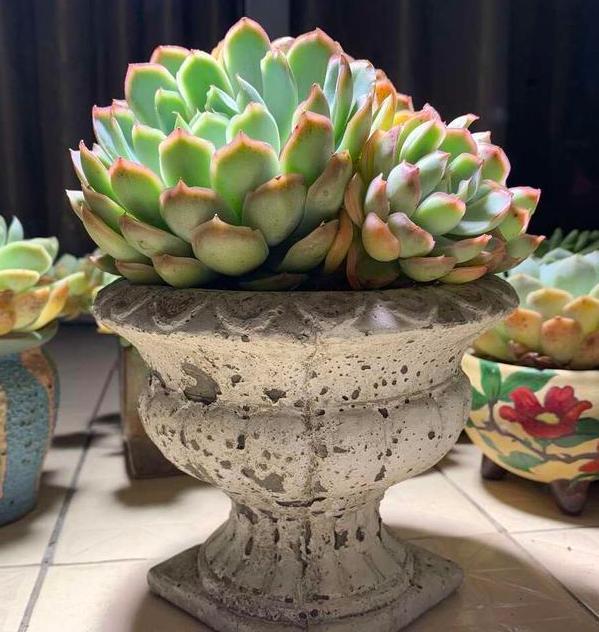 盆栽多肉该如何浇水牢记4个小窍门，花根少受负面影响