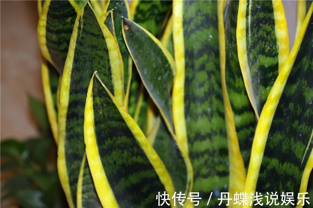 有害气体|要想身体健康长寿,家庭必备的几种植物!