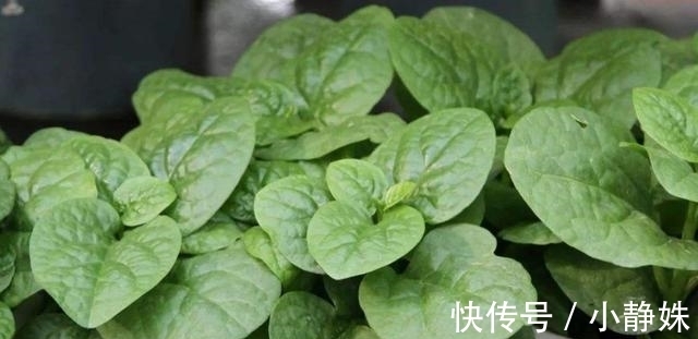 调味汁|木耳菜5种最好吃的做法，每种都简单美味，看看你喜欢吃哪种？