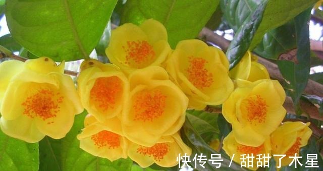 这款金黄茶花,香气扑鼻,可以泡茶,营养丰富,观赏食用两不误!