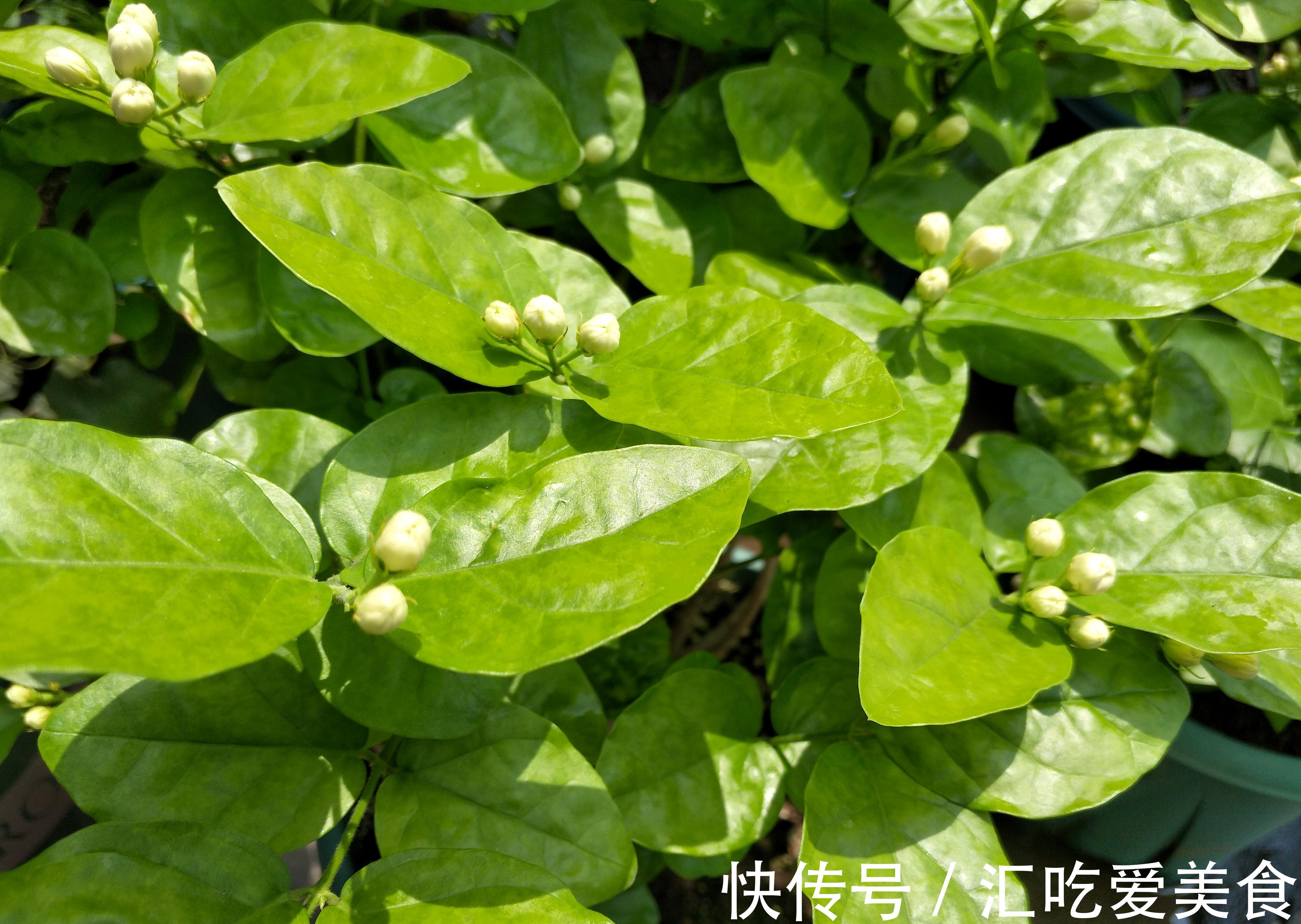 秋末了,别再用夏季的养殖方法养茉莉花,换一种方式,越冬无难度