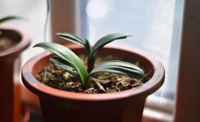 松针是很好的“酸性土”,春天换盆用它最好,但是要学会制作方法