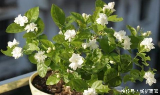 花苞|“茉莉花”开花少消除“2个”隐患，花苞不断冒，开花爆满枝
