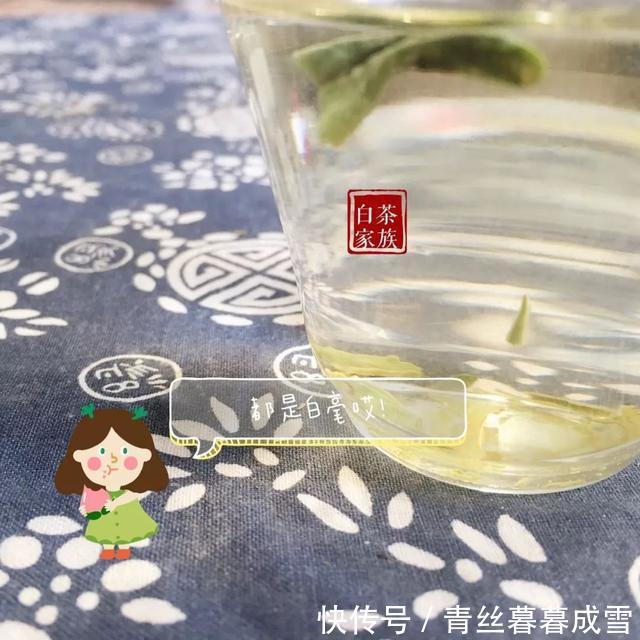 你也陷入了泡白茶的迷局吗温水和沸水,哪个才是最适合的水温