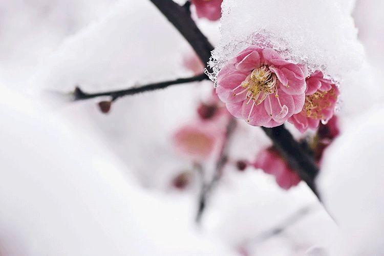 江南|赏江南雪景，品应景美诗