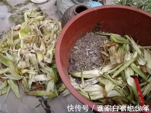 莲藕|大妈用水桶种莲藕,没想到藕多得把桶都撑破了,方法还那么简单!