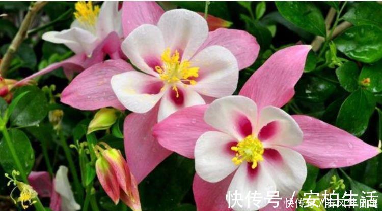 4款艳美的花卉，旺家好兆头，开花还多，越养越喜欢！