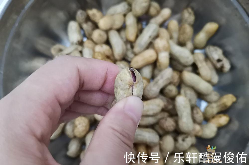 老板|水煮花生，牢记别直接下锅，烧烤店老板教我2招，花生香糯又入味