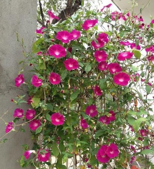 告诉爸妈,春天养花,这“4种”花别养,个个是毒花