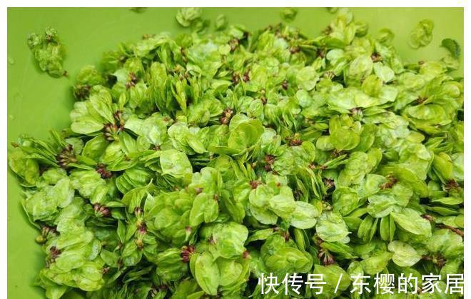 野菜|长在树上的野菜,用玉米面拌一拌,上锅蒸熟,比大鱼大肉吃着都香
