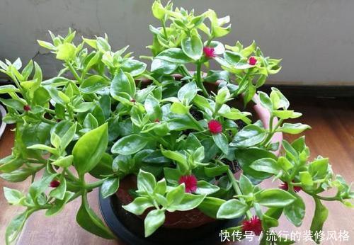 开花|忘了绿萝吧,试试3种吊兰花,好养又好看,是家庭盆栽佳品!