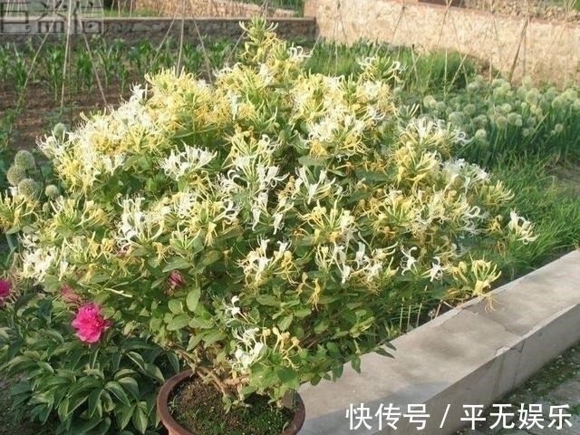 宝藏|此花人称“花界宝藏”,耐寒易爆盆,家里养一盆,好处多到数不清