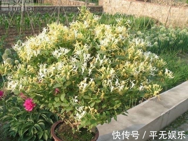 宝藏|此花人称“花界宝藏”，耐寒易爆盆，家里养一盆，好处多到数不清