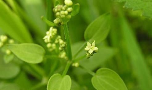 中医鬼才倪海厦：100则经方验方总结大全！千金难买，永久珍藏！