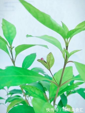 这是一种不太常见的植物——紫云杜鹃