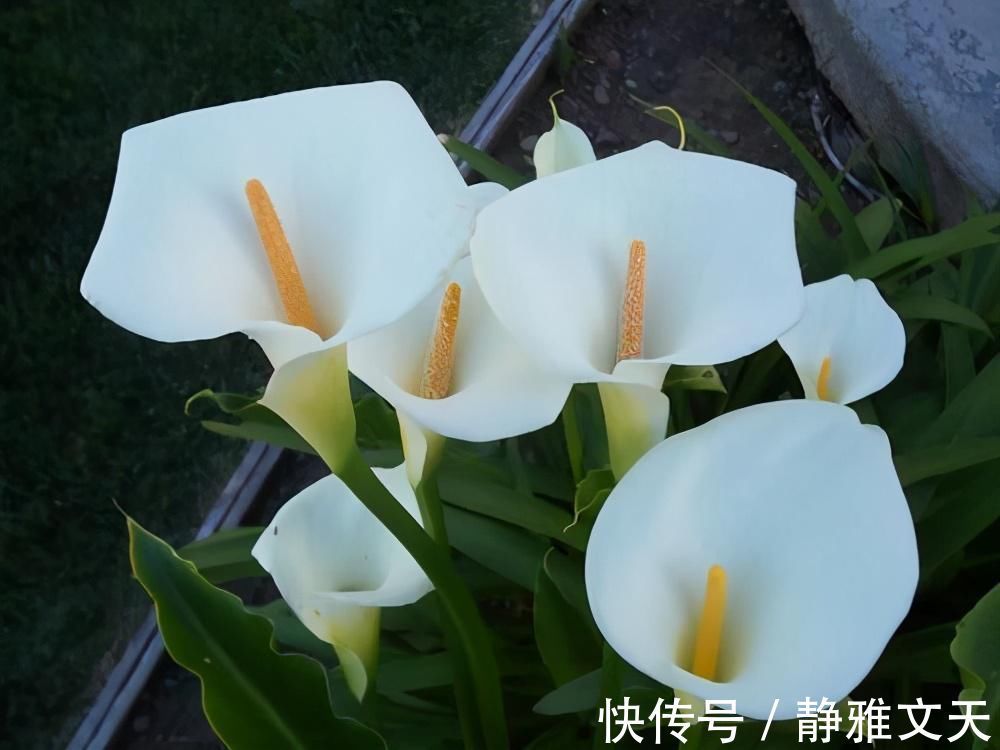 4种有害的花不能放客厅,家有老人小孩要注意,赶紧清理掉